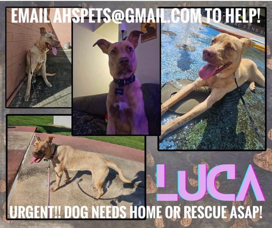 Luca Urgent!!