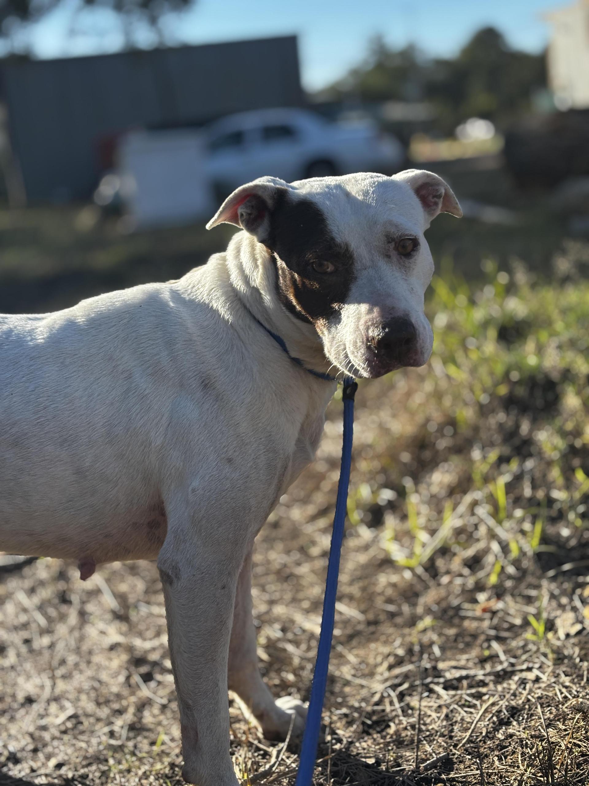 An adult medium-sized female Pit Bull Terrier dog named Piper for adoption in Houston, TX