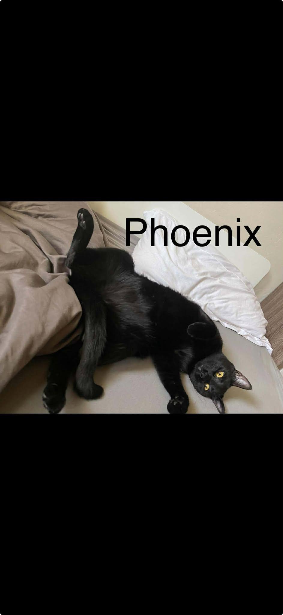 August & Phoenix