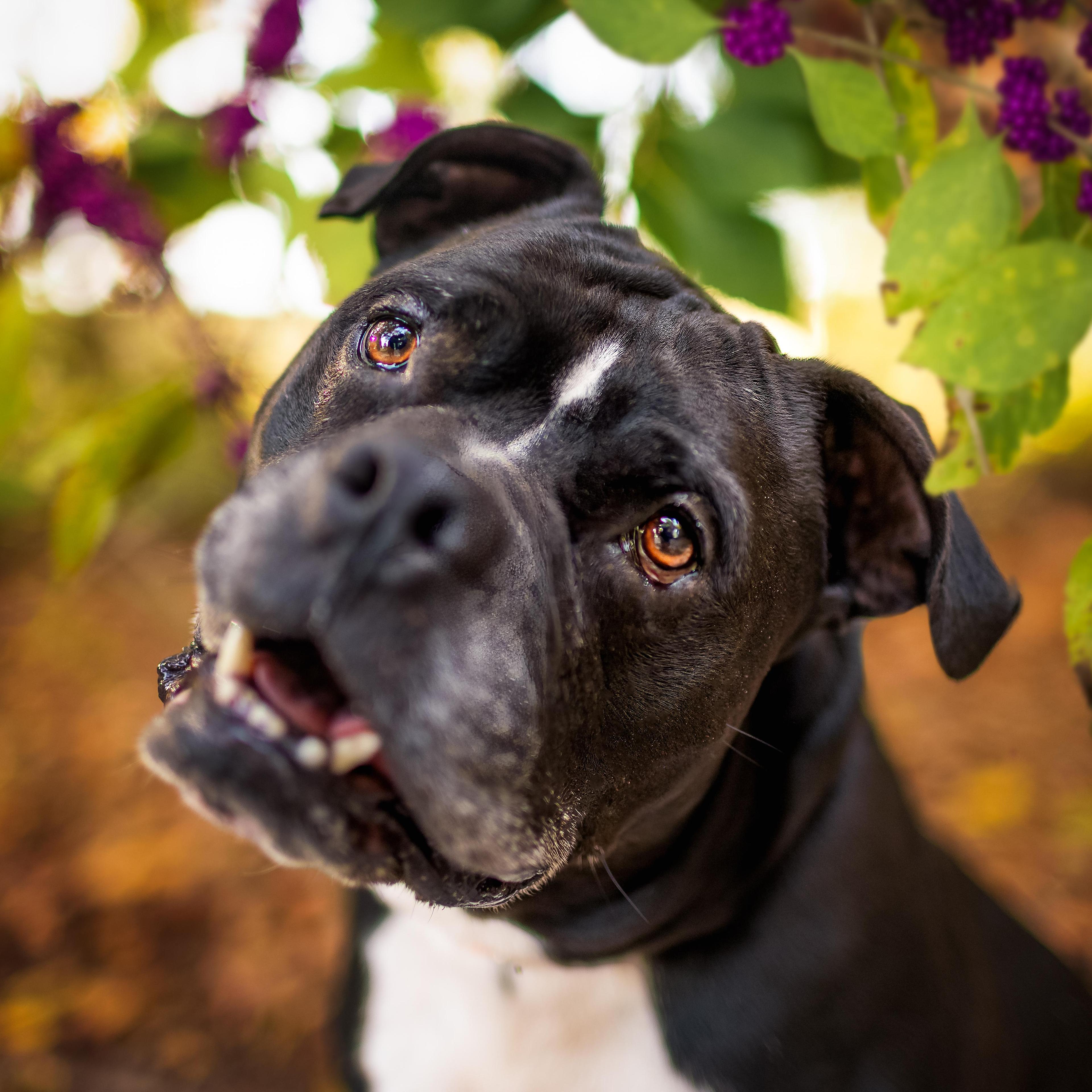 Kane Trained & Sponsored