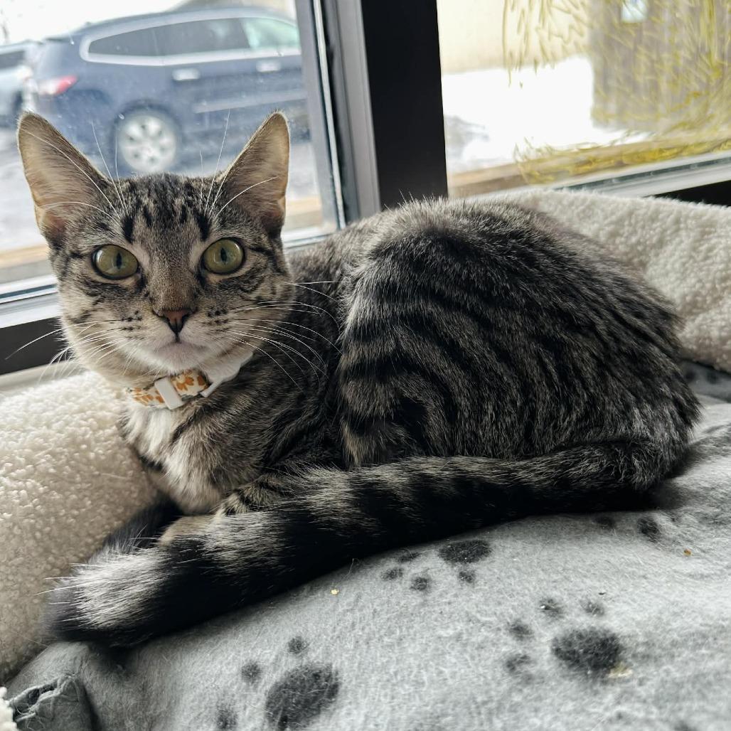 A young small-sized female Brown / Chocolate Domestic Short Hair cat named Kendall Eureka Pet Sense for adoption in Union, MO