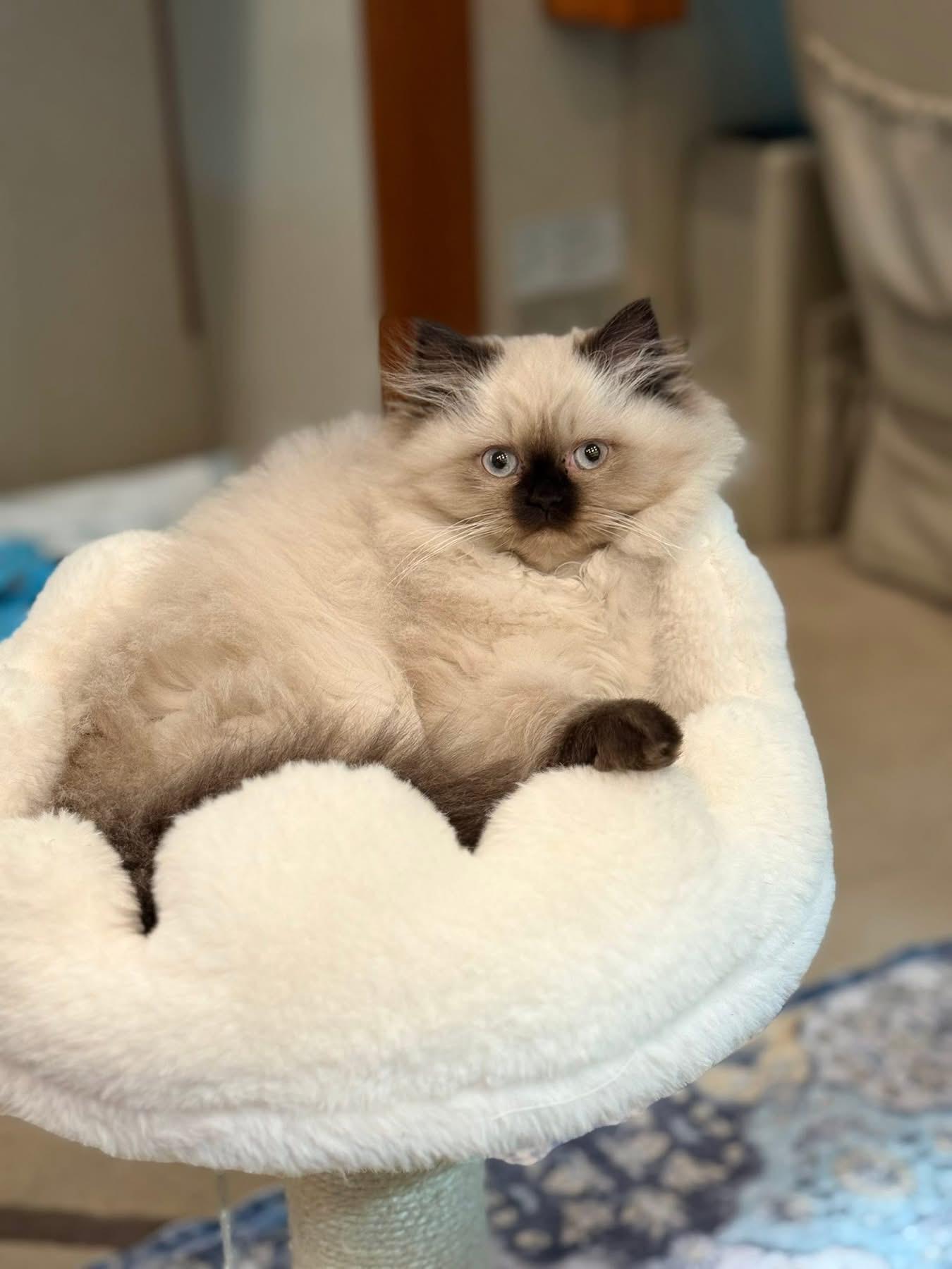 Punxsutawney Phyllis