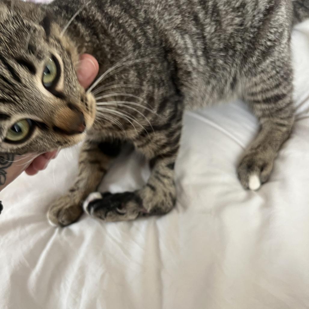 Smithville Mcmittens