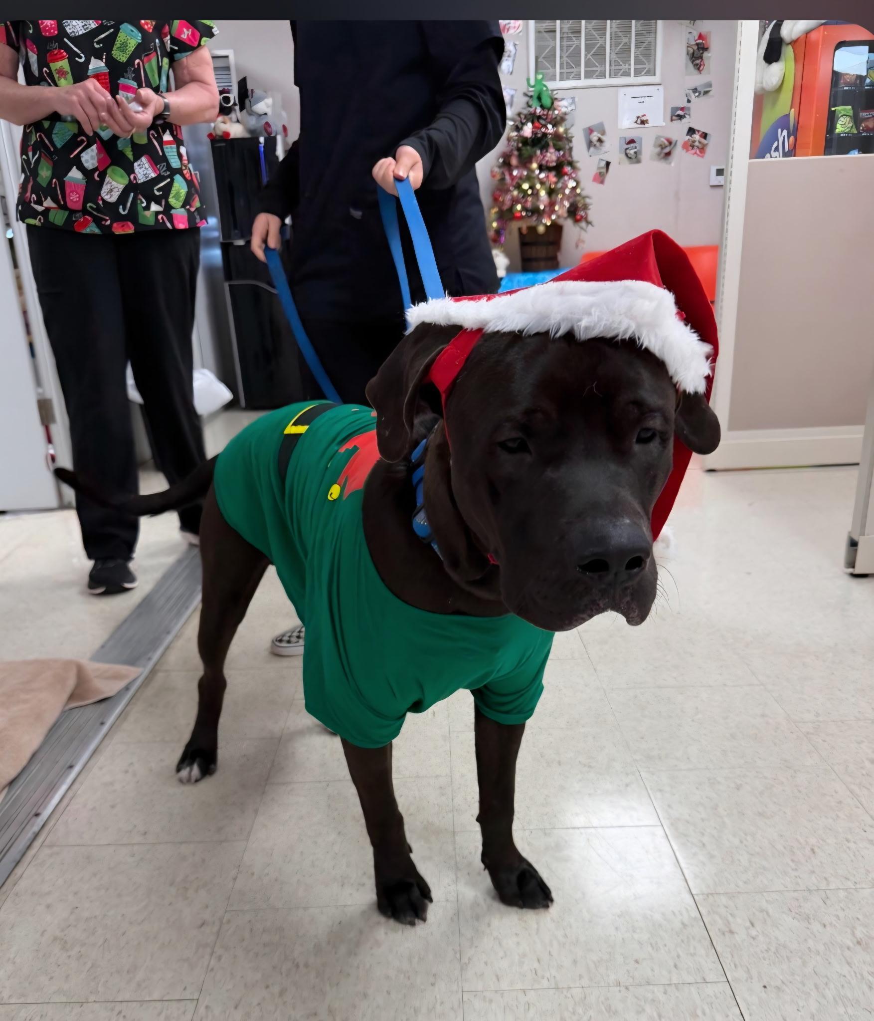 A baby large-sized male American Staffordshire Terrier dog named Brownie for adoption in Weston, FL