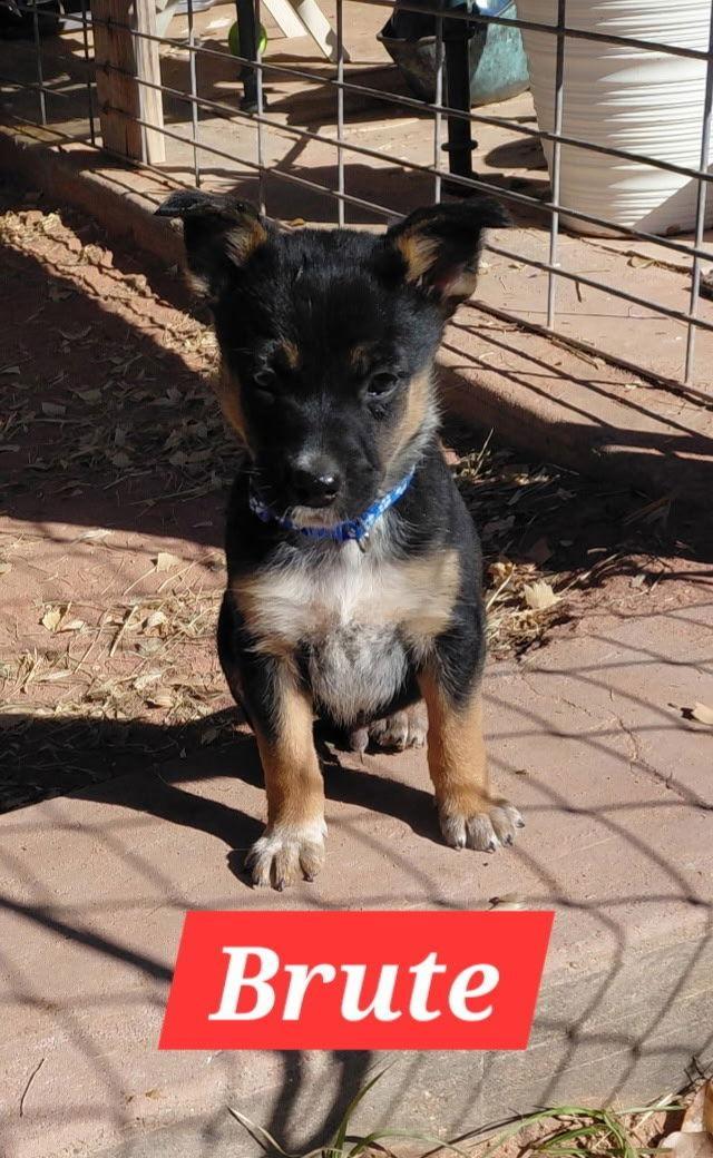 Brute