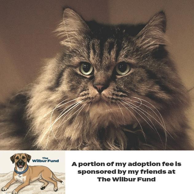 Rumi C Bonded Wneville