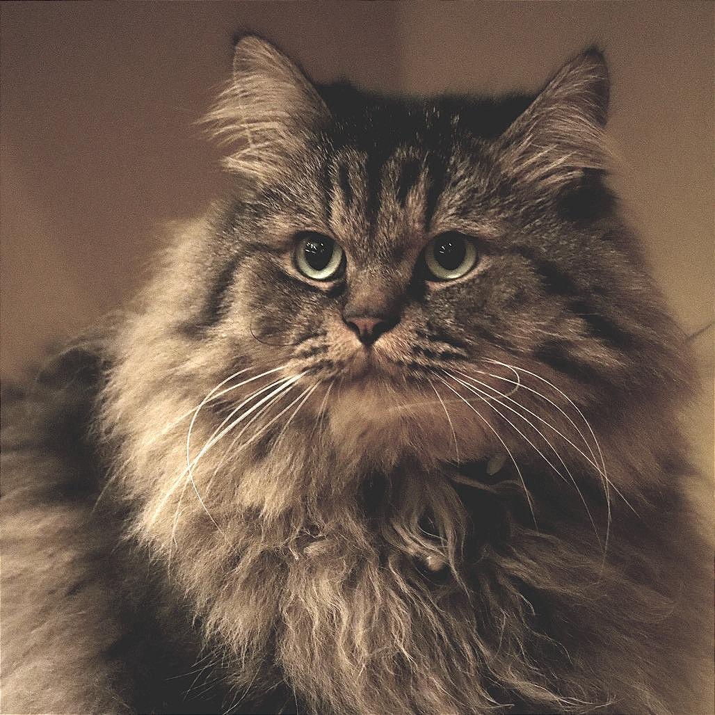 Rumi C Bonded Wneville