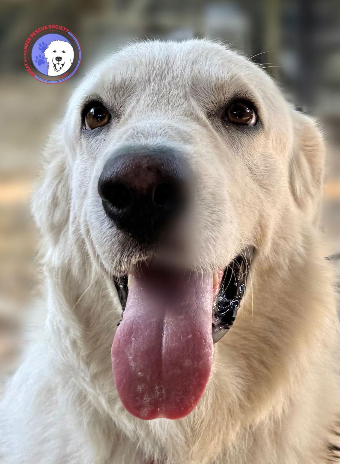 A young large-sized male White / Cream Great Pyrenees dog named Hercules for adoption in Spring, TX