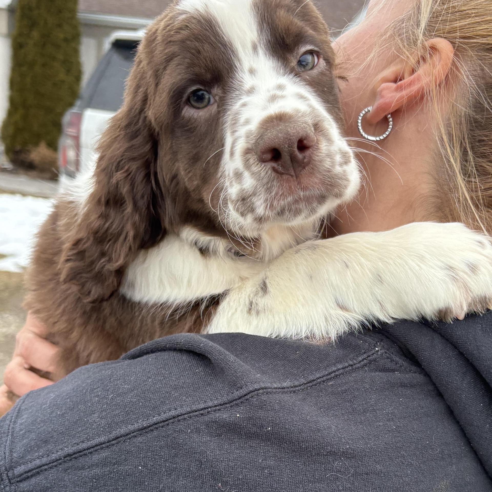 A baby medium-sized male English Springer Spaniel dog named Samson for adoption in North Arlington, NJ