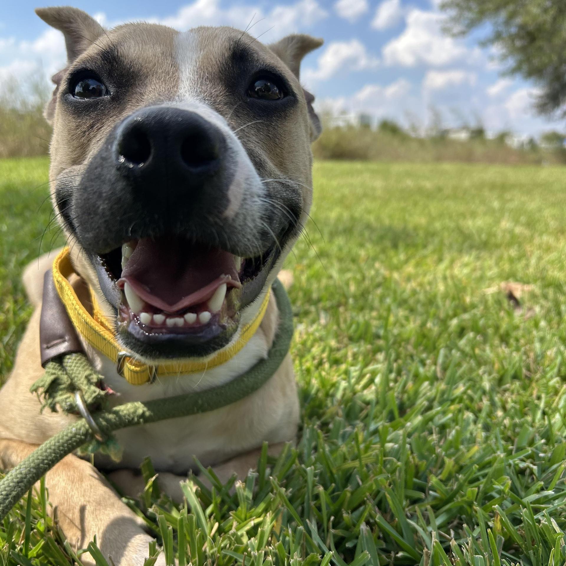 An adult medium-sized female Apricot / Beige Pit Bull Terrier dog named Lacy for adoption in Pearland, TX