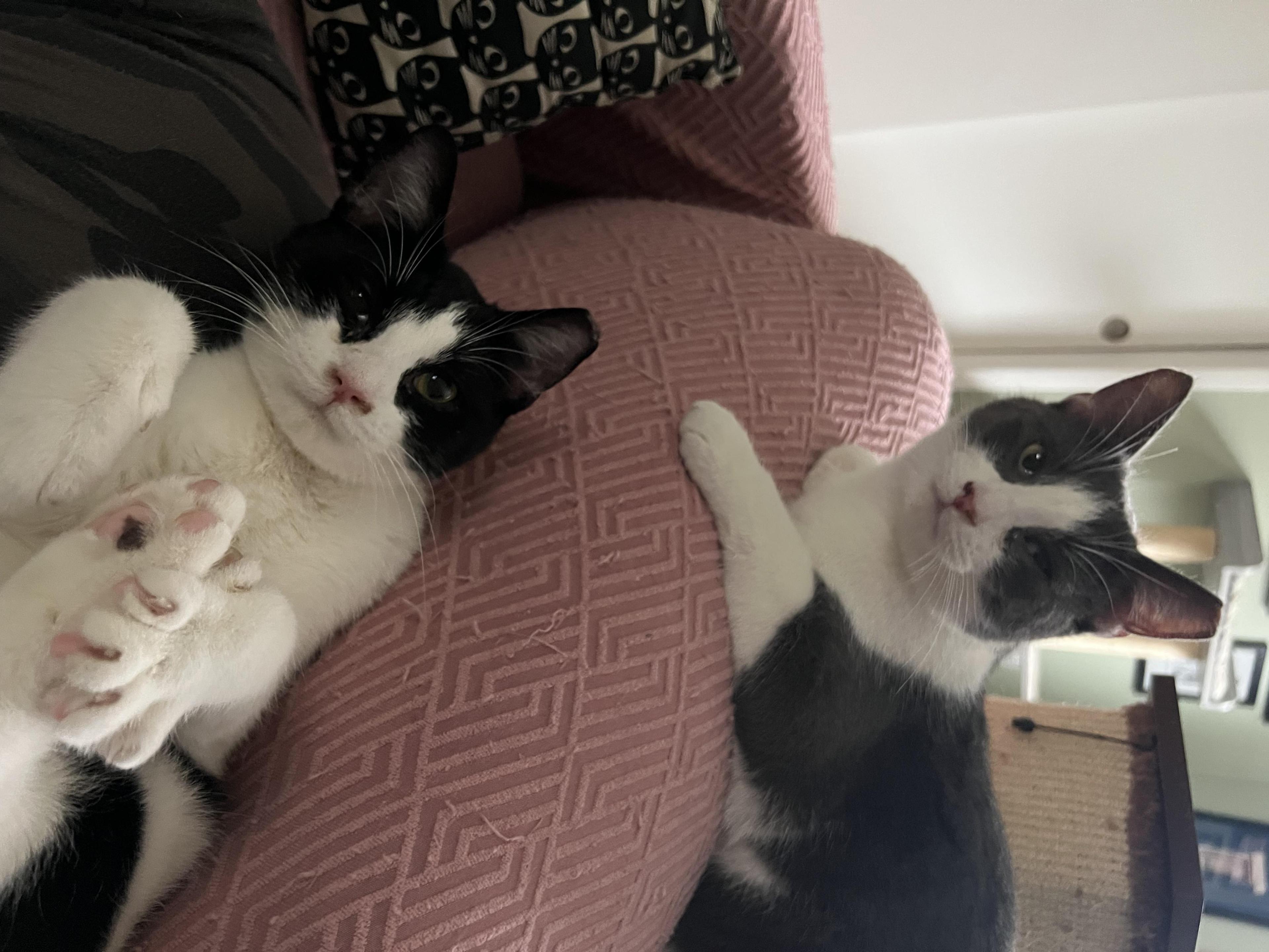 Mugsy & Murphy photo 1