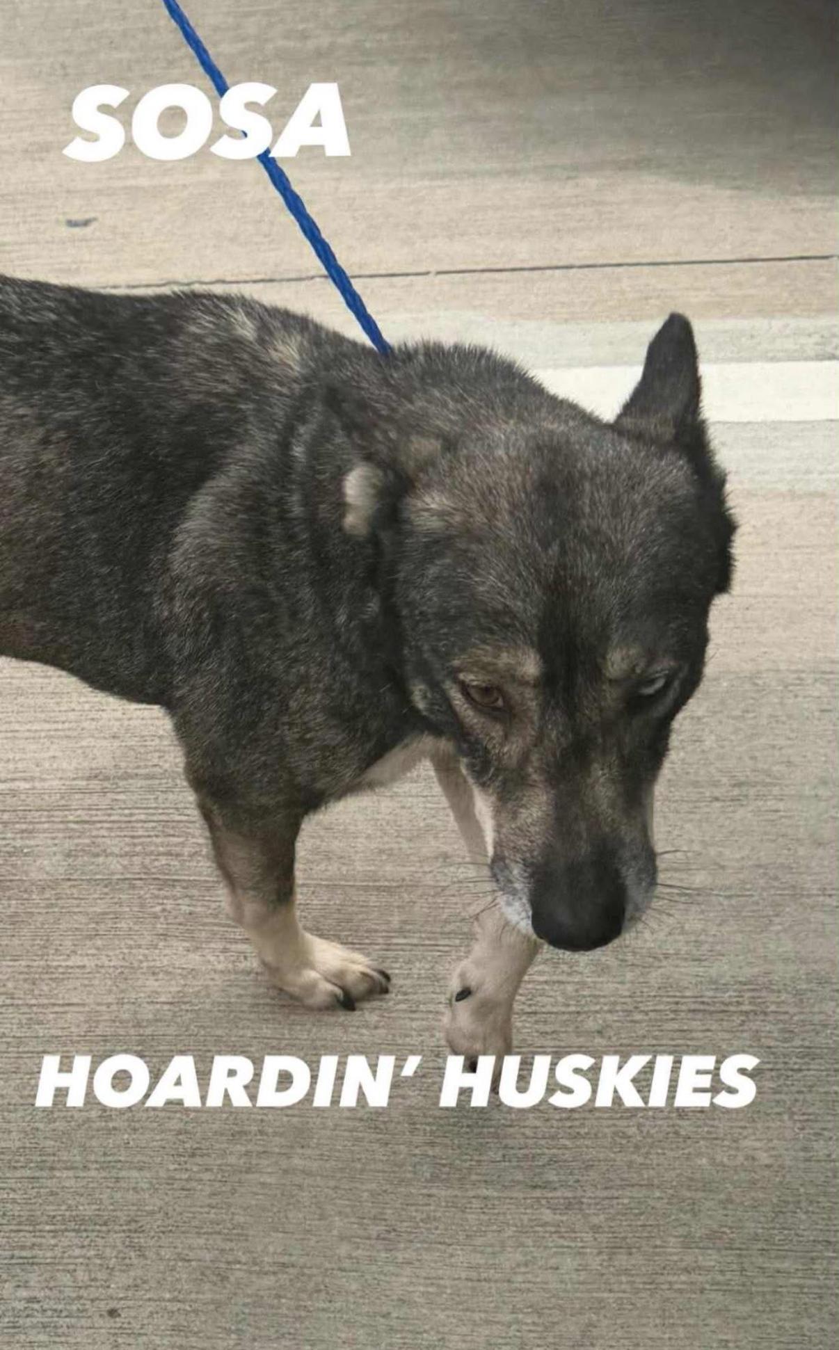 An adult medium-sized male Siberian Husky dog named Sosa for adoption in Sumter, SC