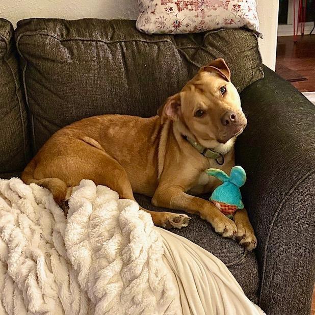 Chicken Pot Pie photo 1