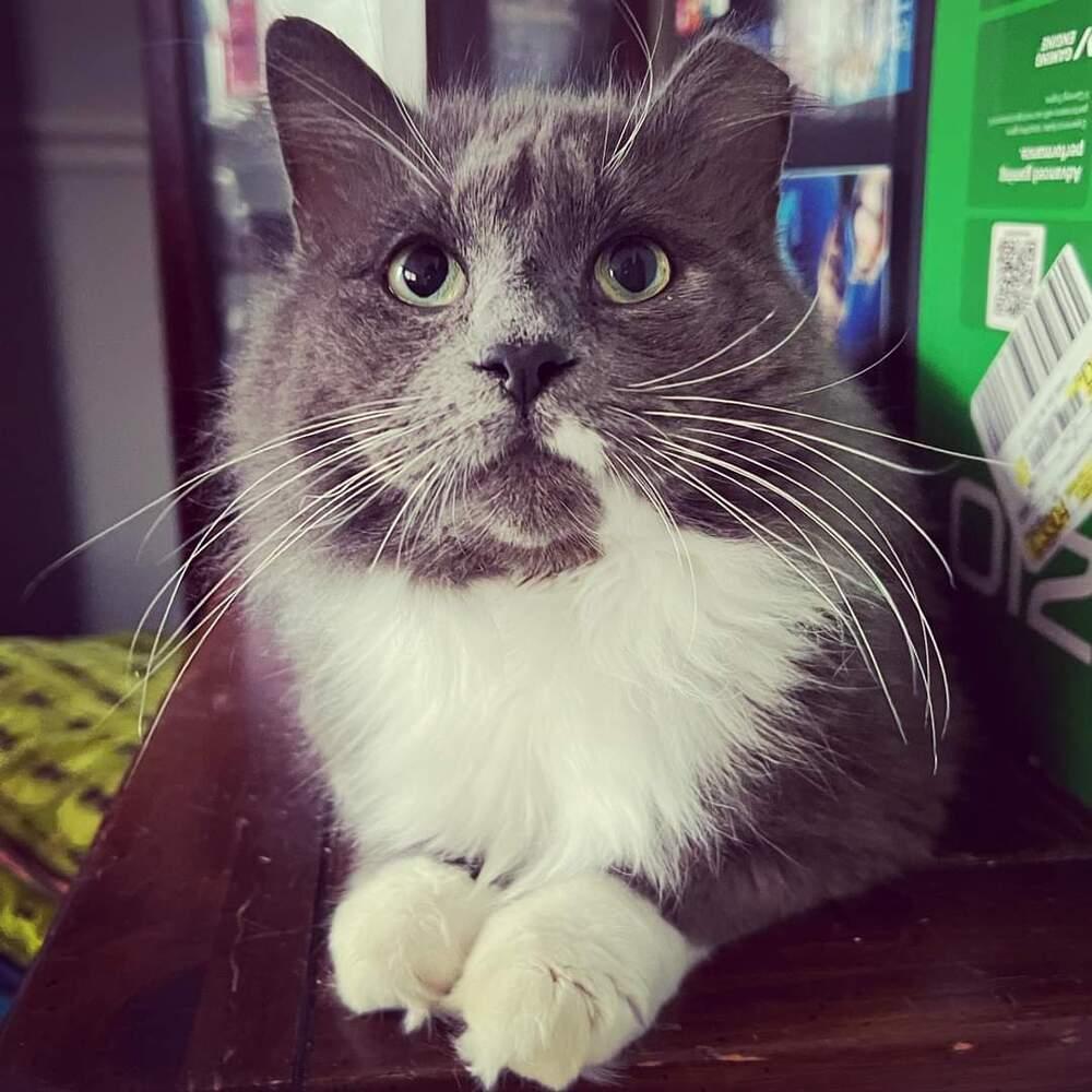 Romeobonded With Carmella