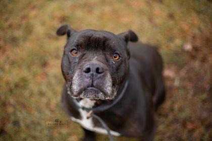 An adult large-sized female Black American Staffordshire Terrier dog named Clara for adoption in Battle Creek, MI