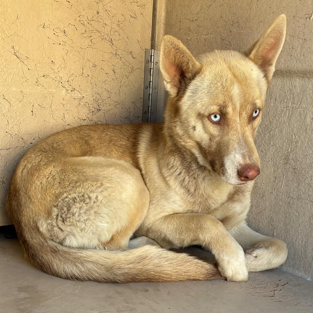 Stray Tanwhite Husky On