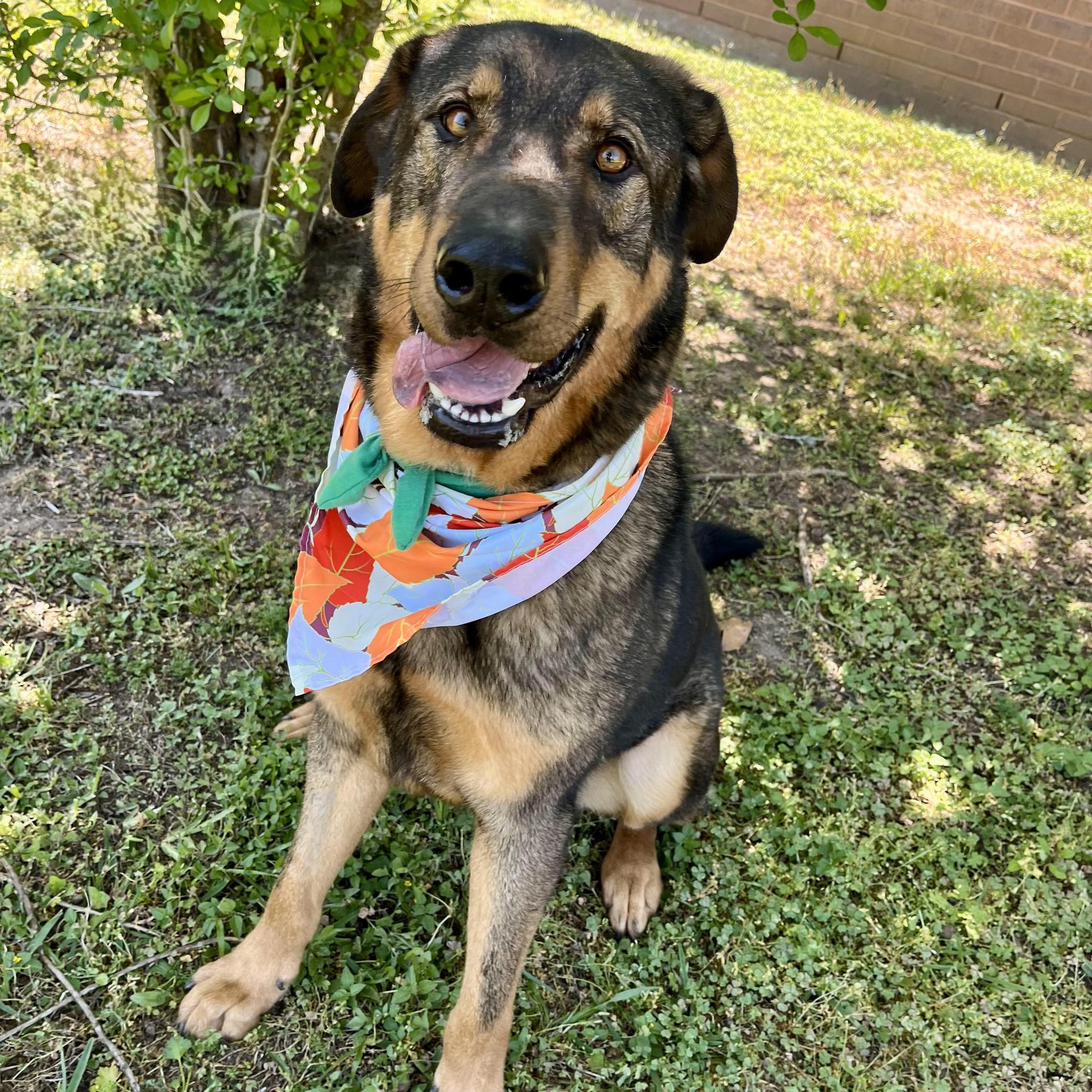 An adult large-sized male Dutch Shepherd dog named Montezuma for adoption in angleton, TX