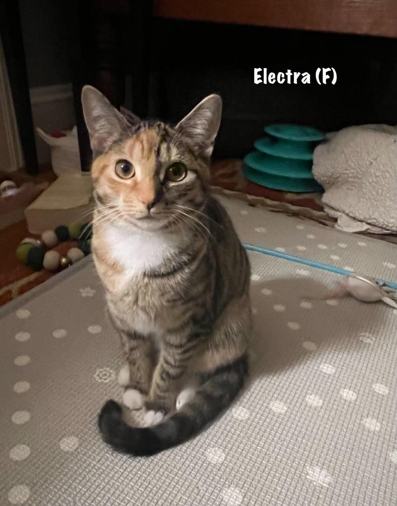 Electra Purrcival photo 1