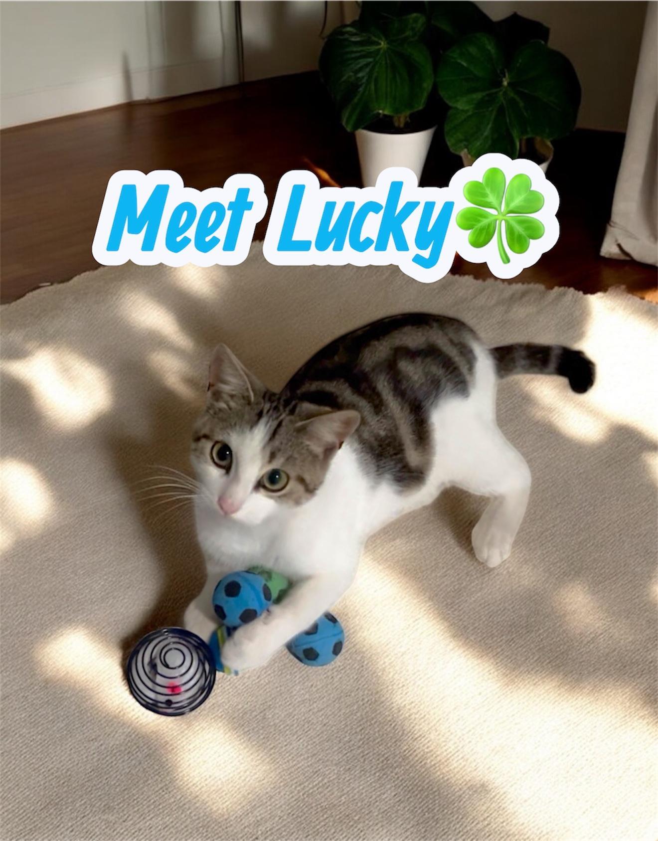 Meet Lucky
