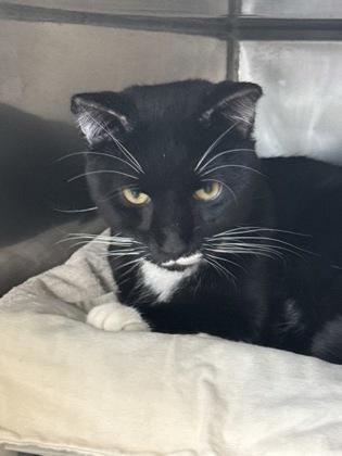An adult small-sized male Domestic Short Hair cat named Lilly Stilton for adoption in Madison, NJ