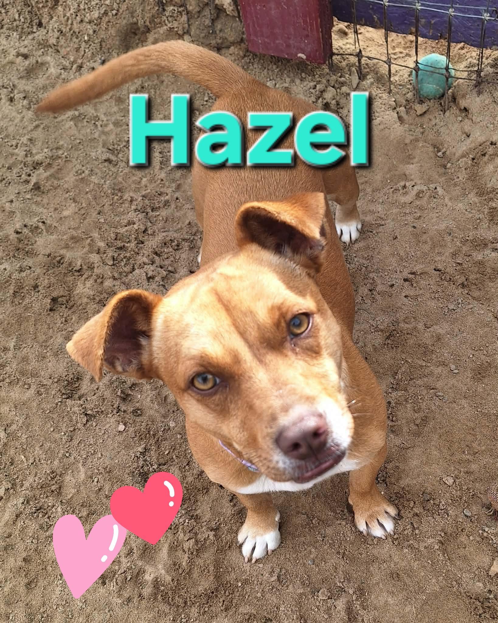 Hazel