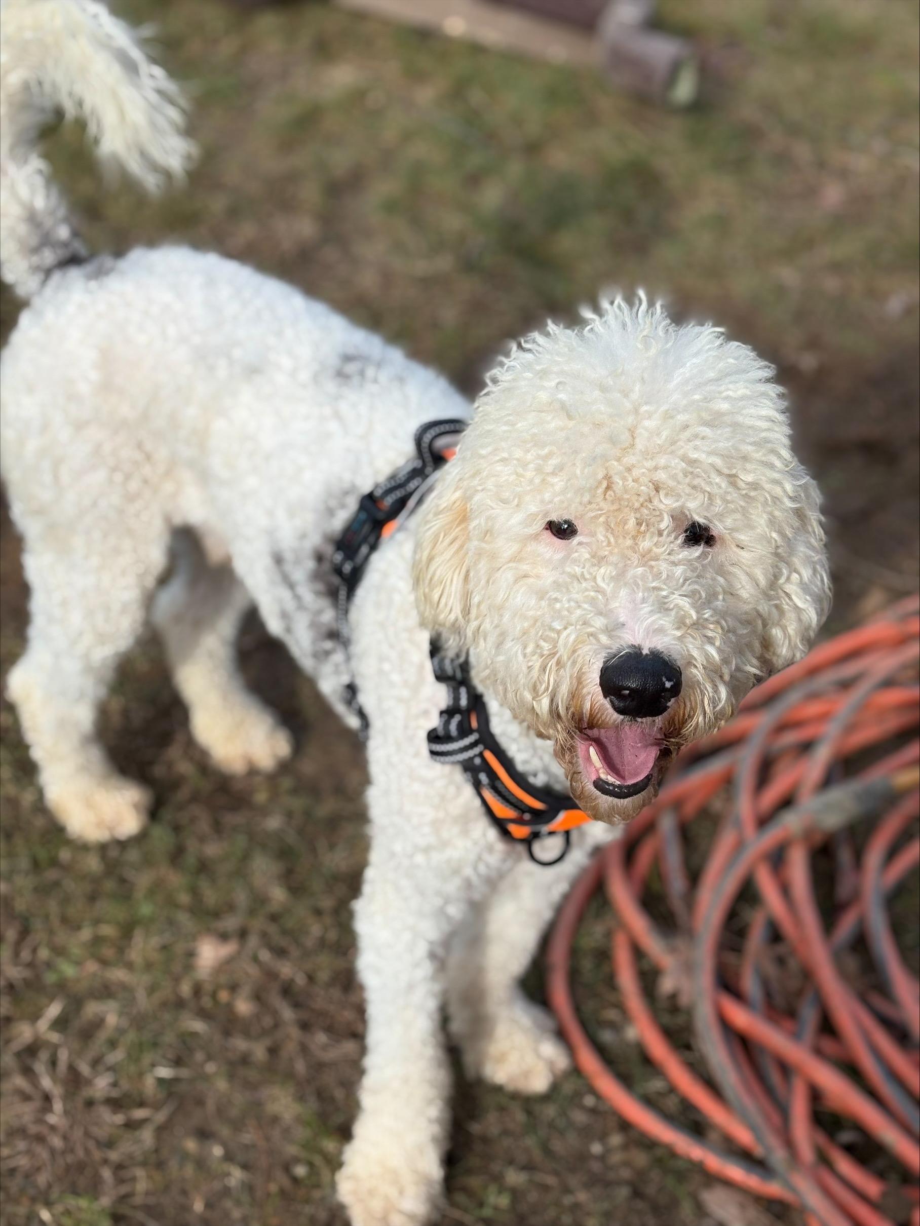 A young medium-sized male Sheepadoodle dog named Velcro for adoption in Alexandria, LA