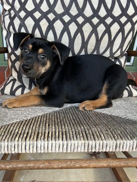 A baby large-sized male Labrador Retriever dog named Roman for adoption in Fosters, AL