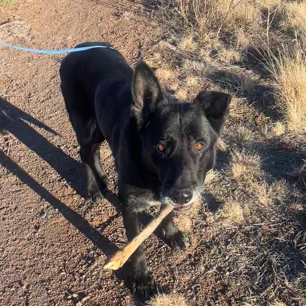 Ares Very Intelligent!