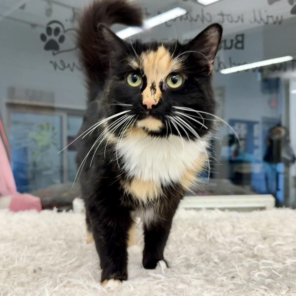 An adult medium-sized female Tortoiseshell Domestic Long Hair cat named Wren for adoption in Marshall, VA
