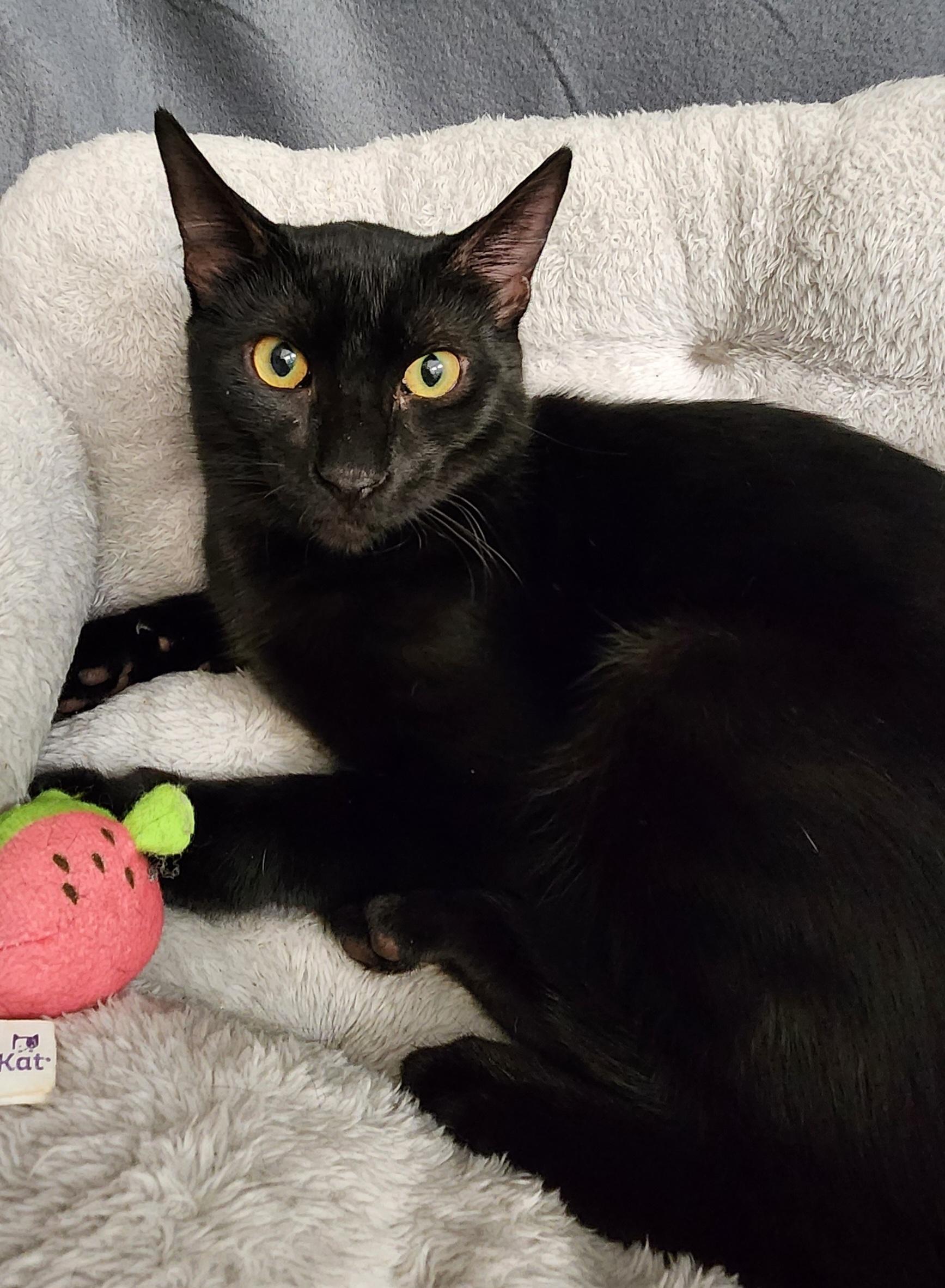 A young medium-sized male Black Domestic Short Hair cat named Rocket for adoption in Conroe, TX
