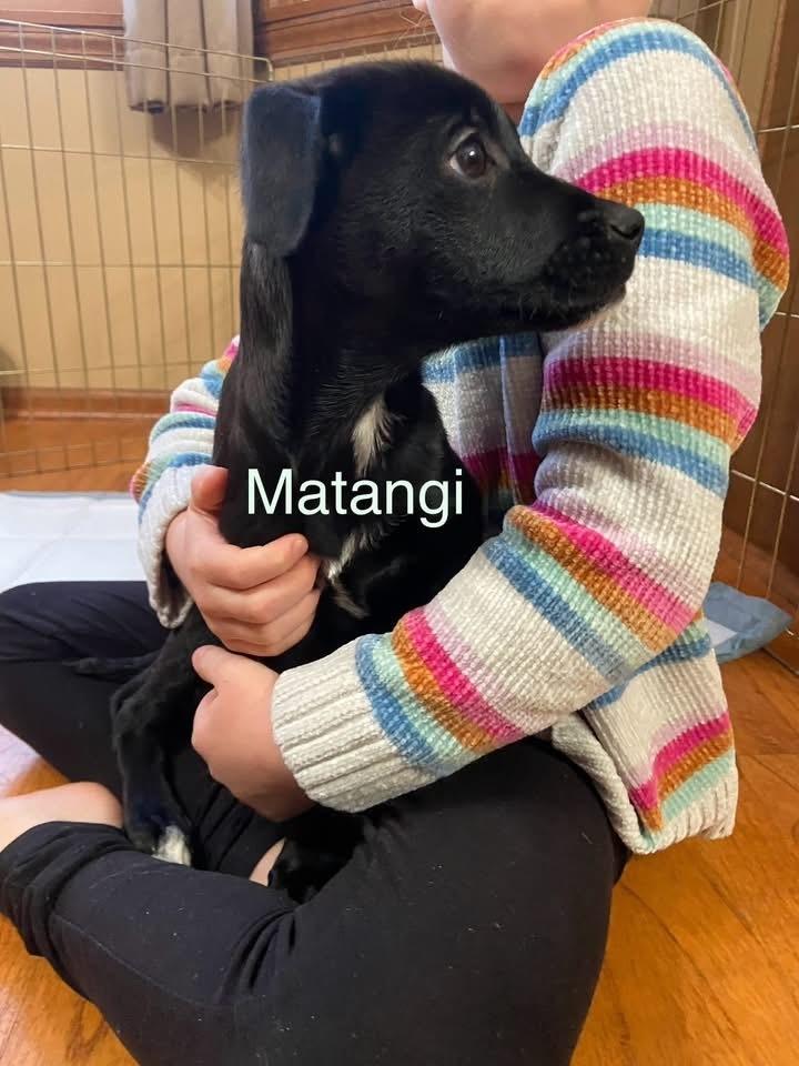 Matangi