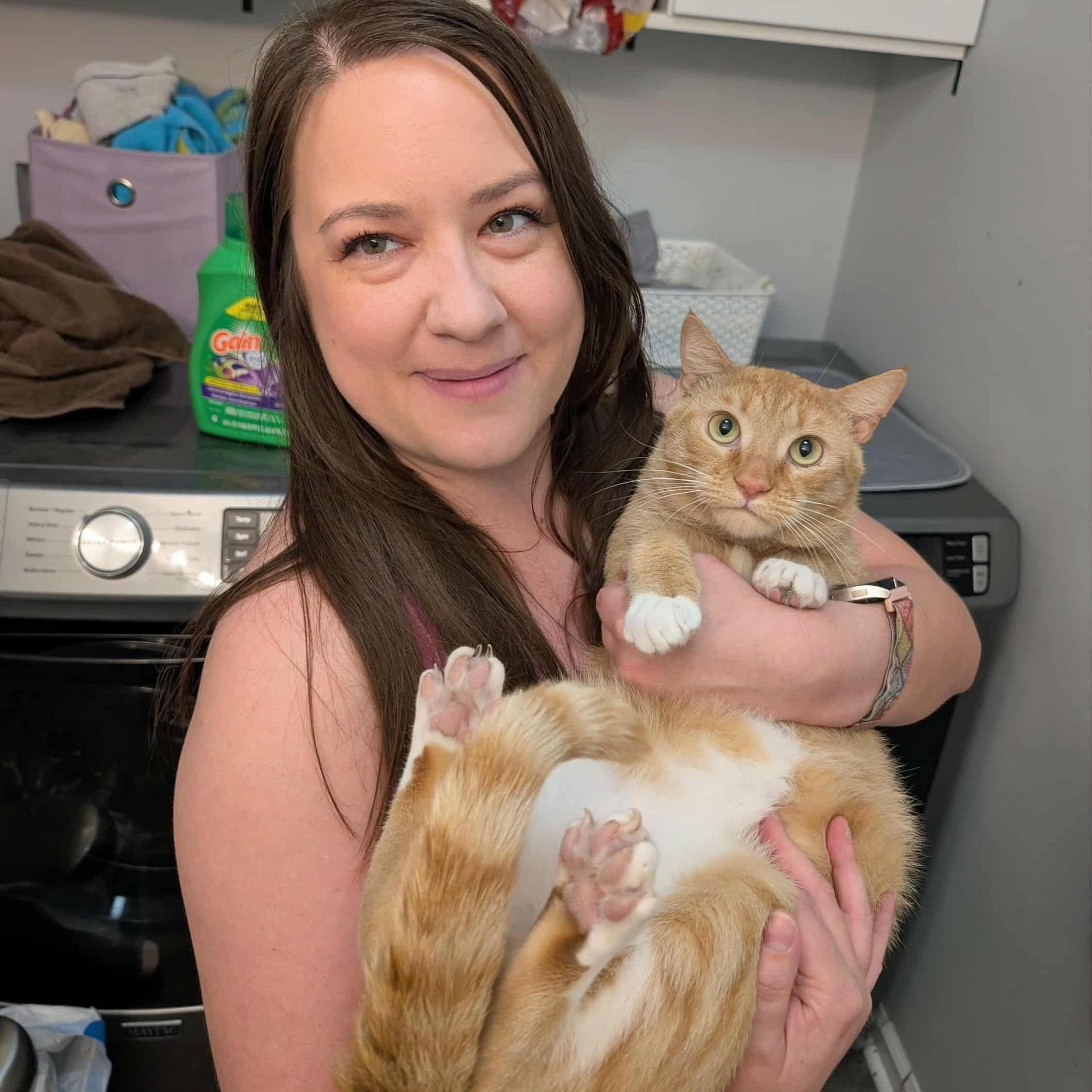 A young large-sized male Orange & White Domestic Short Hair cat named Boots for adoption in FORT LAUDERDALE, FL