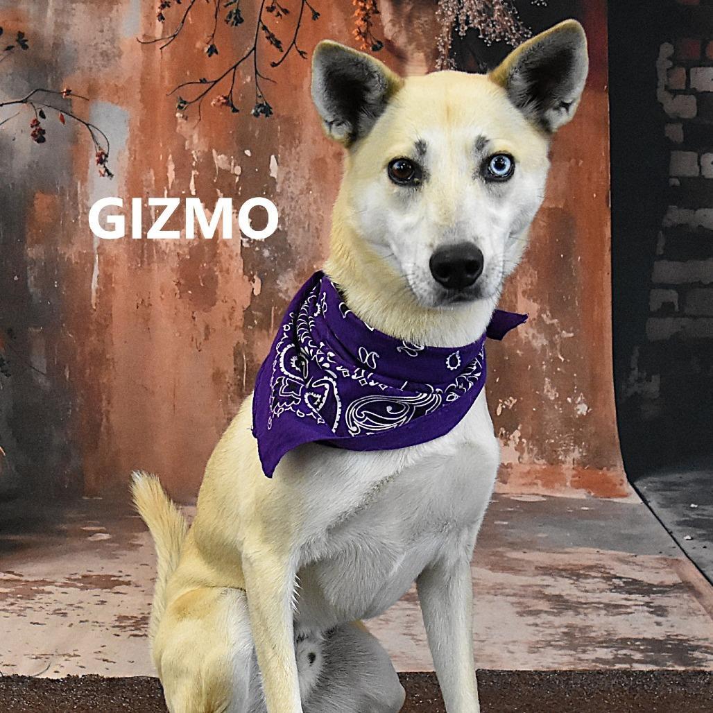 Gizmo
