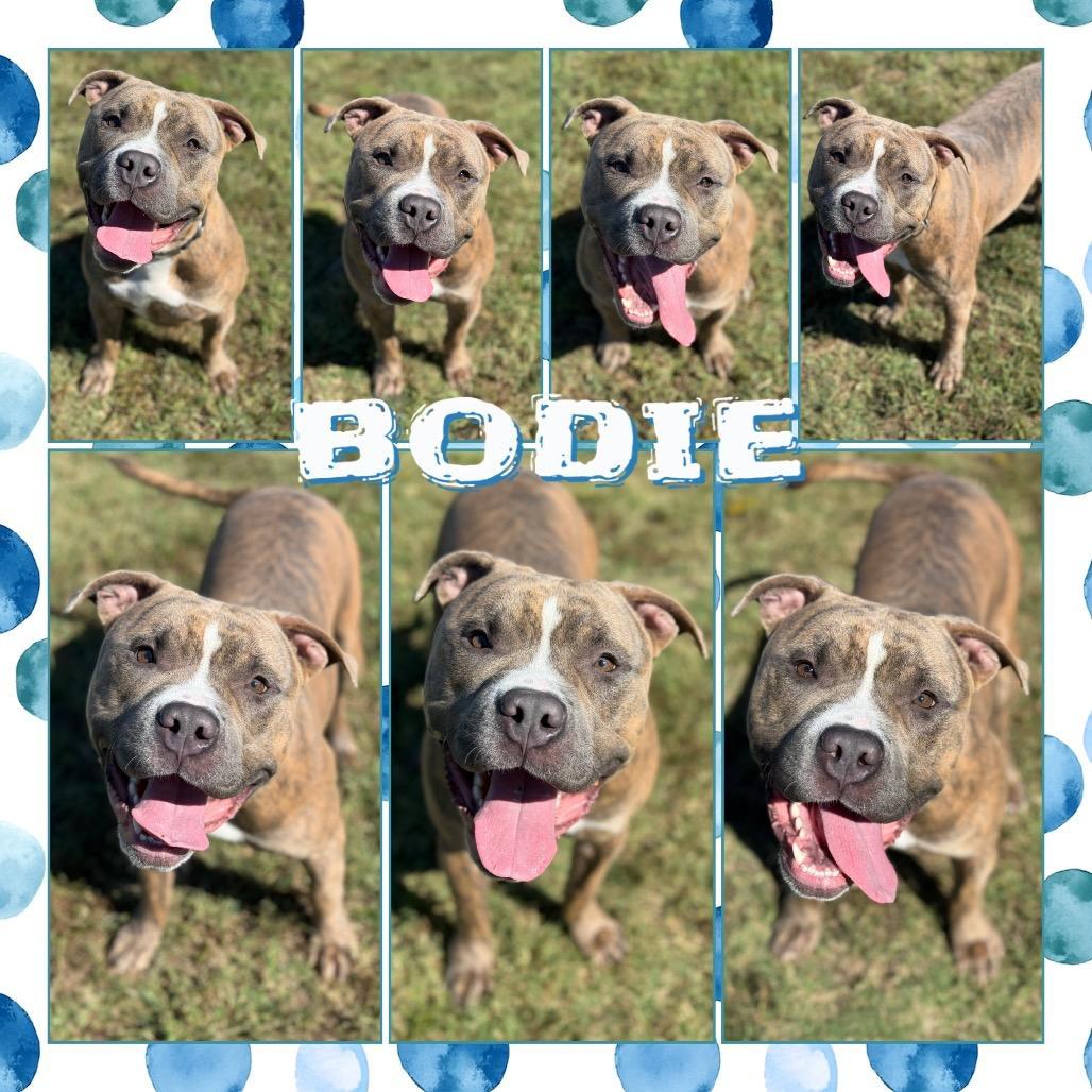 Bodie