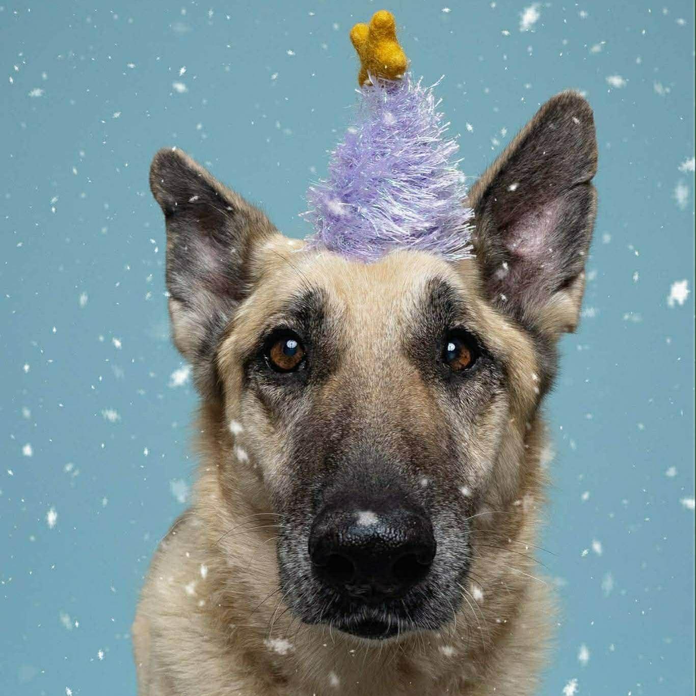 A senior large-sized female German Shepherd Dog dog named Heidi Gs for adoption in Allen, TX