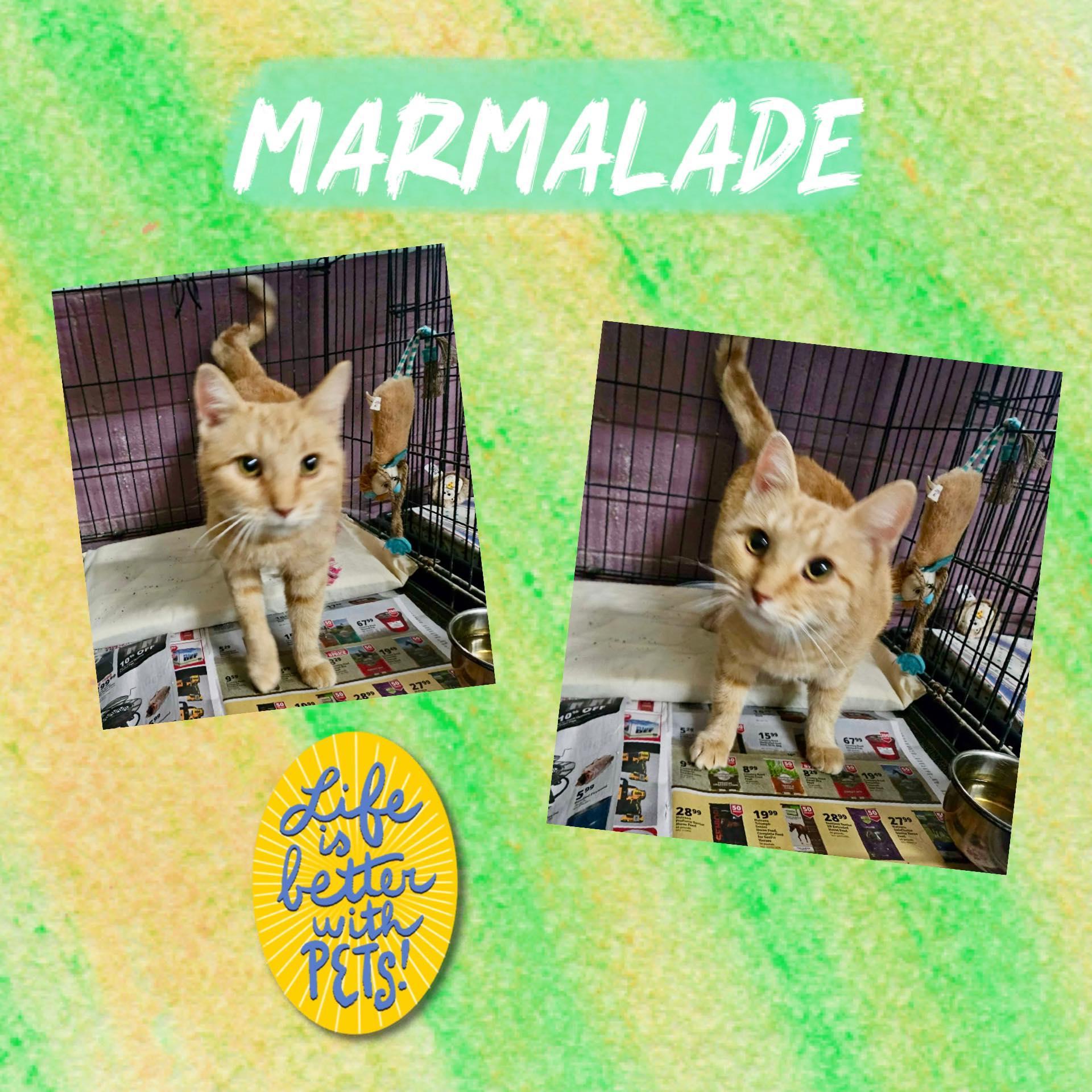 Marmalade
