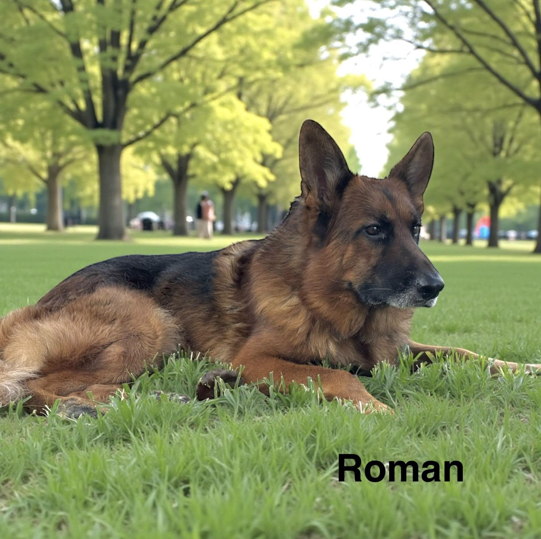 An adult medium-sized male German Shepherd Dog dog named Roman for adoption in Allen, TX