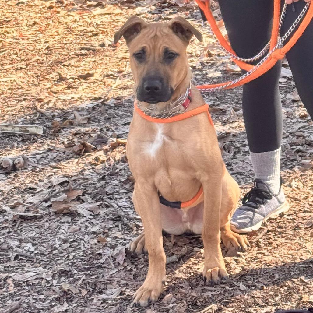 Scoob Chino Hills Location