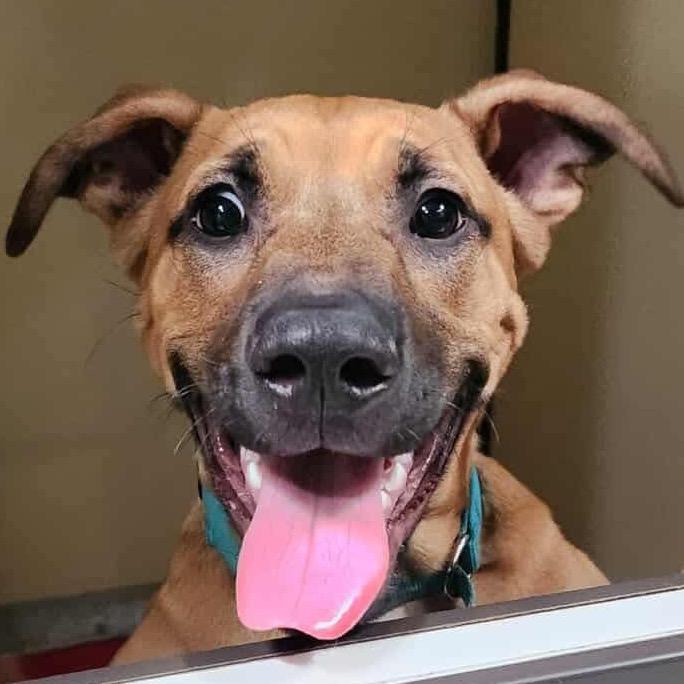 Scoob Chino Hillslocation