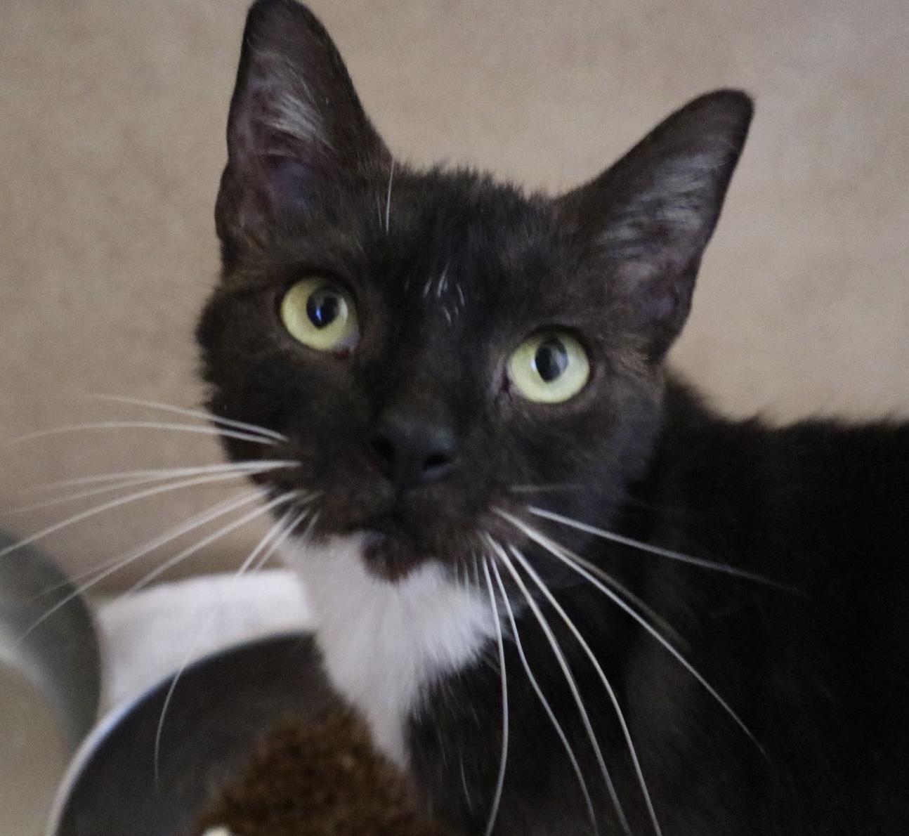 A young medium-sized female Black & White / Tuxedo Domestic Short Hair cat named Pesto for adoption in Rossville, TN