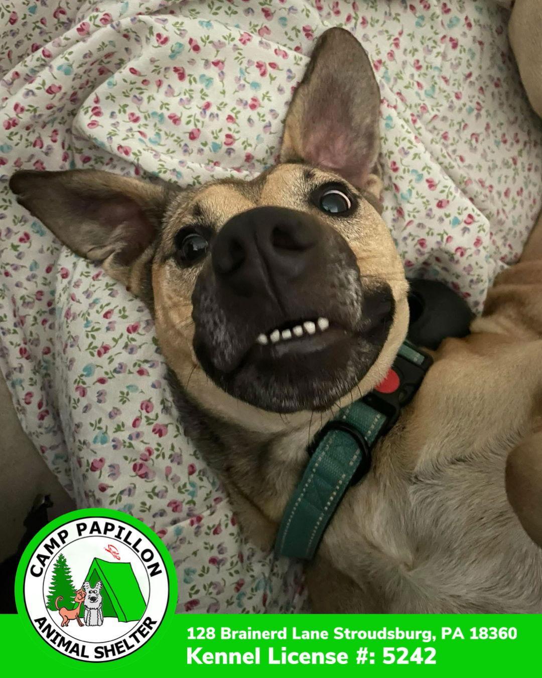 An adult large-sized male Black Mouth Cur dog named Dante for adoption in Stroudsburg, PA