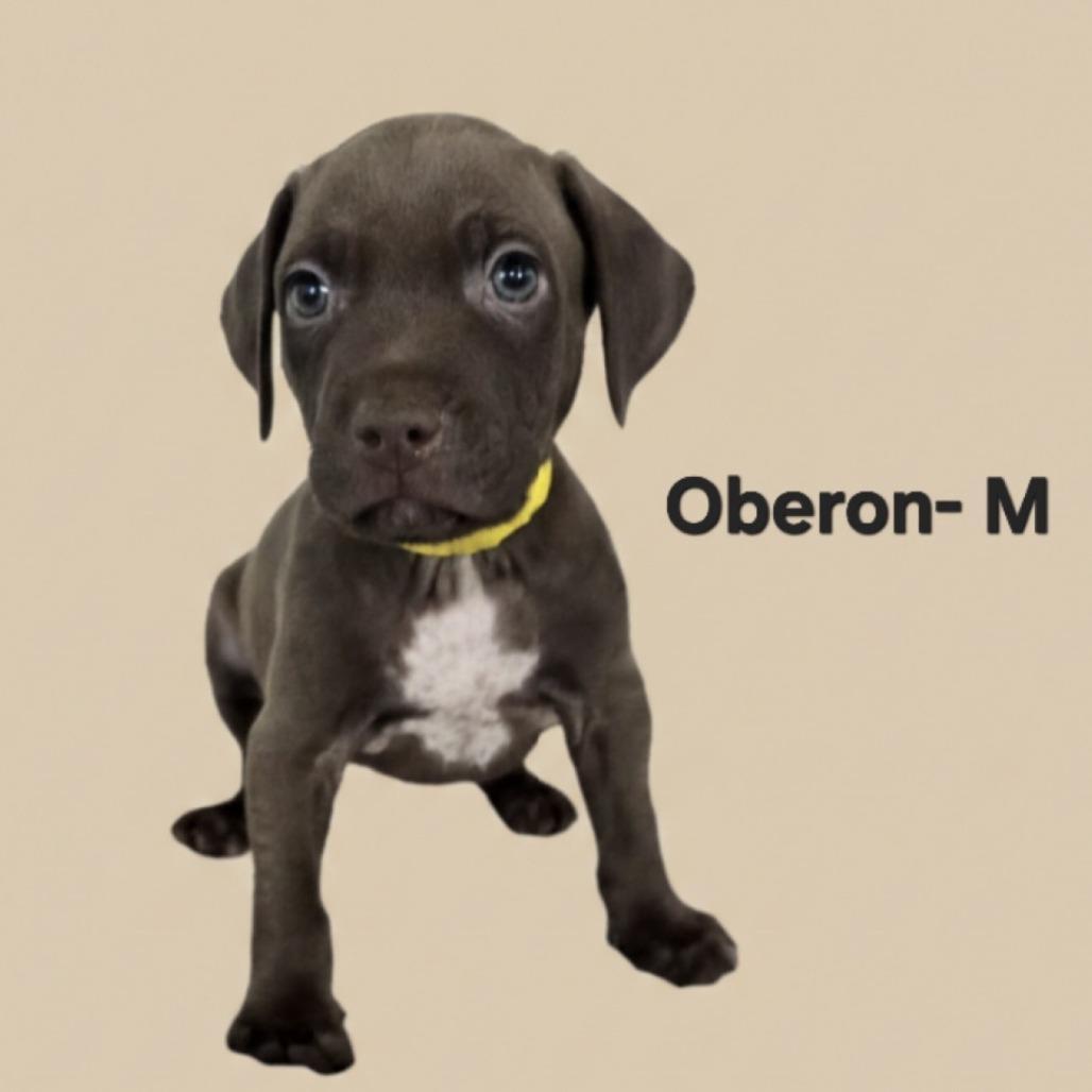 Oberon