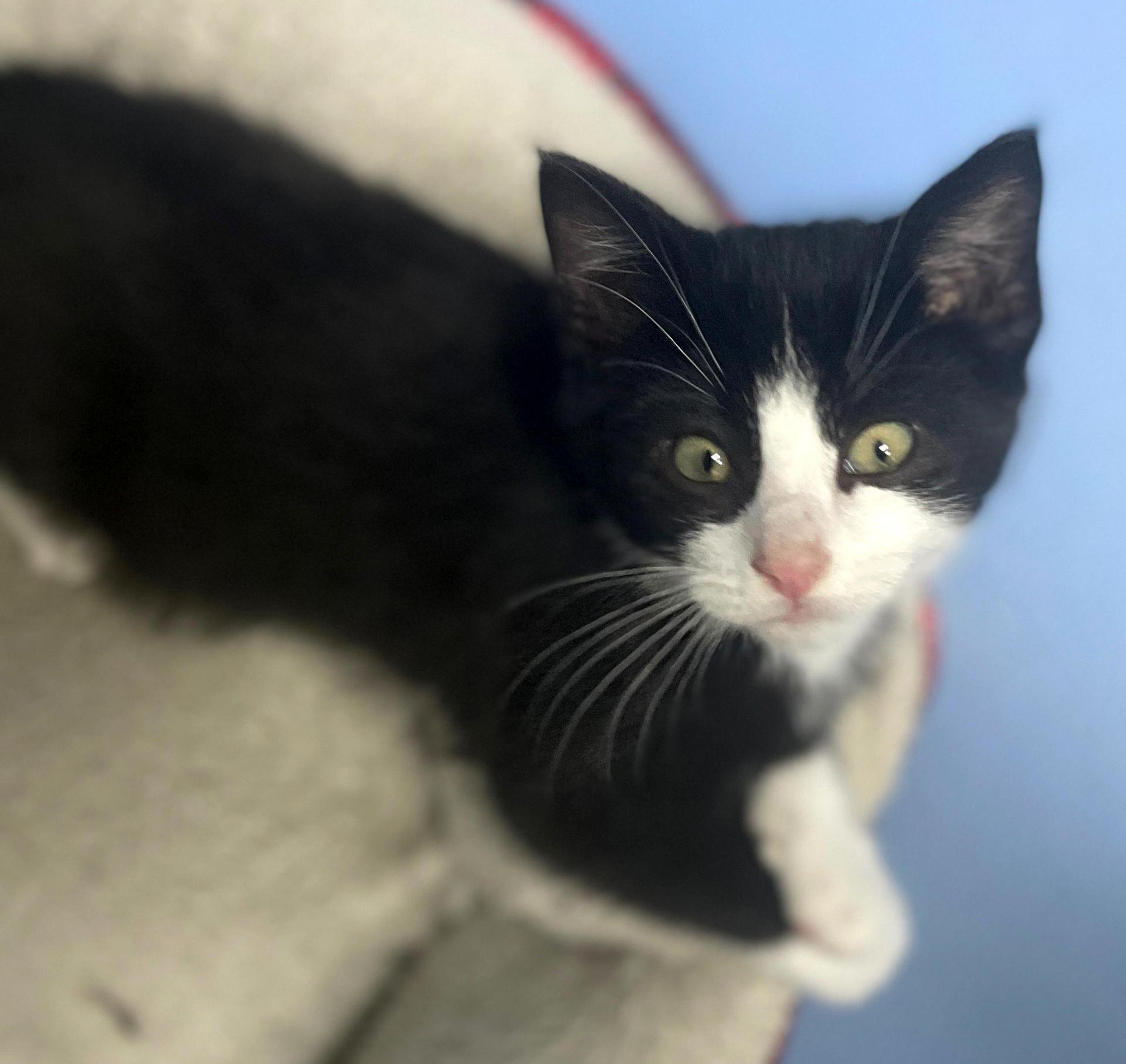 A baby small-sized male Black Domestic Medium Hair cat named Gilligan for adoption in Neillsville, WI