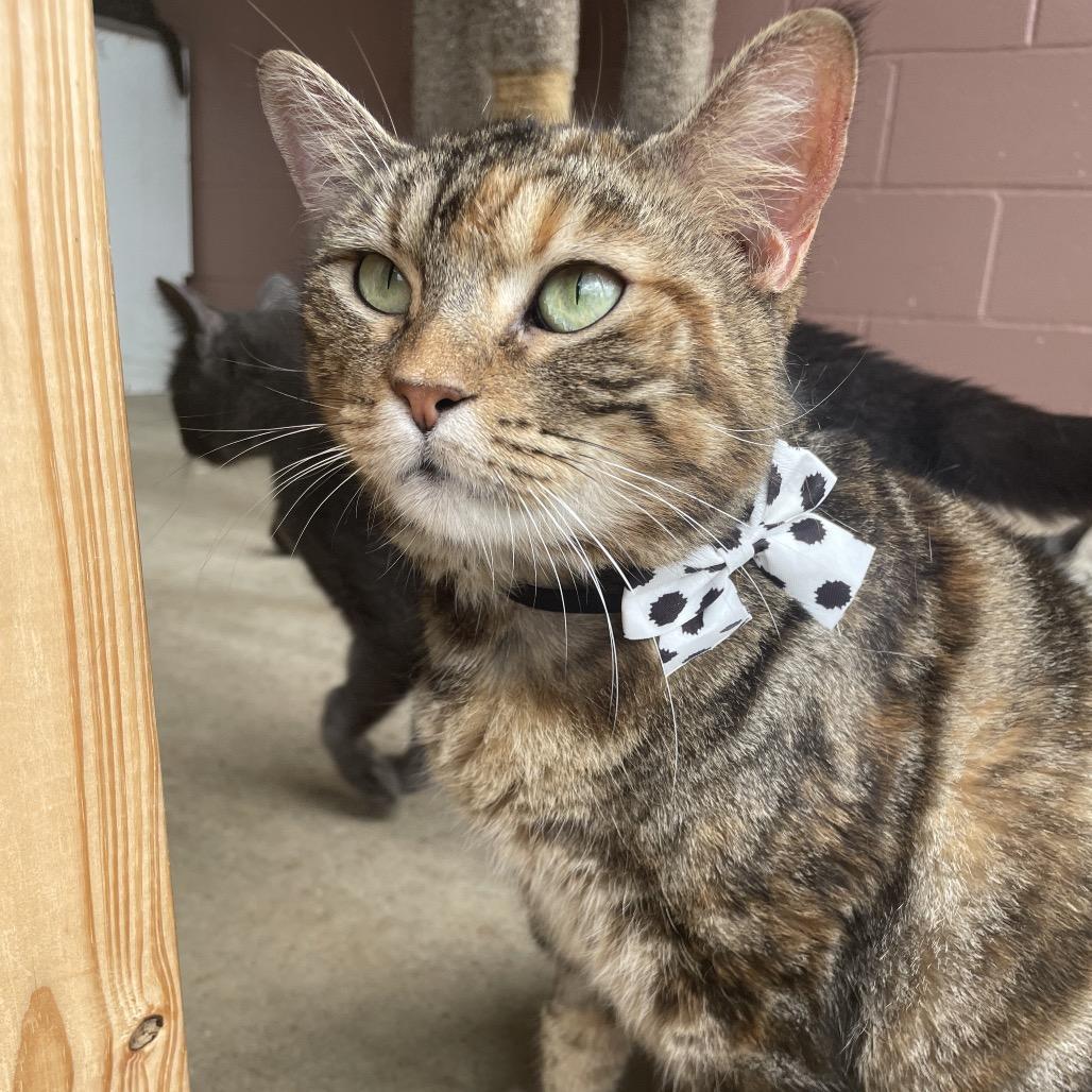 An adult large-sized female Domestic Medium Hair cat named Lilly for adoption in angleton, TX