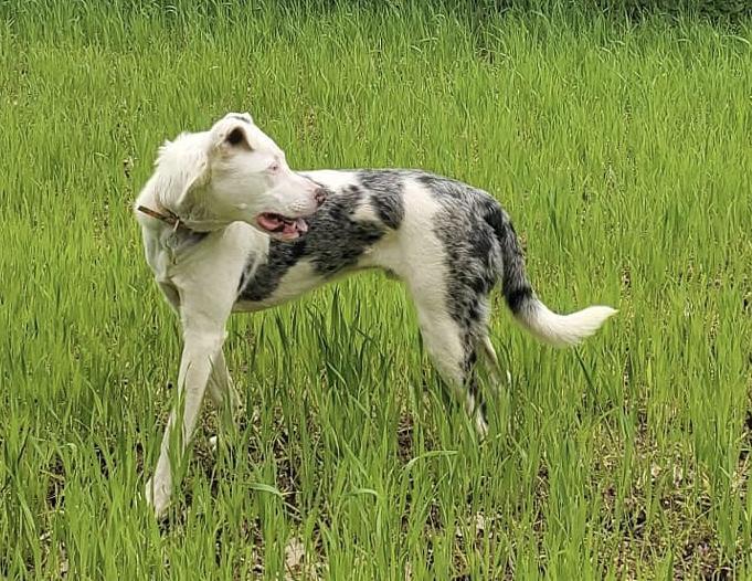 Shuggie Jj Indianapolis photo 1