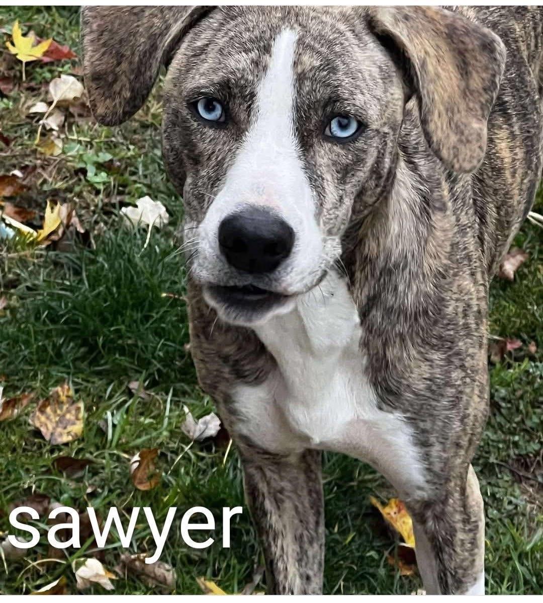 Sawyer