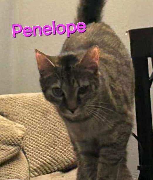 Penelope