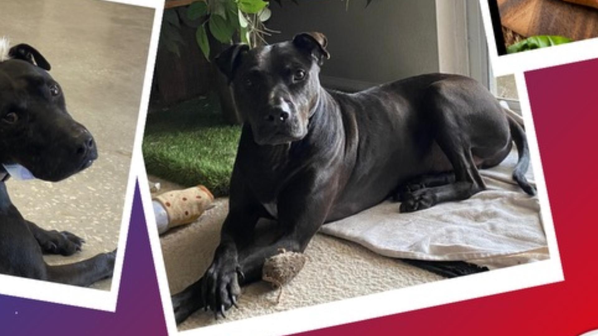 Service Dog Pepperoni For