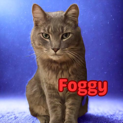 Foggyyour Chatty Charming