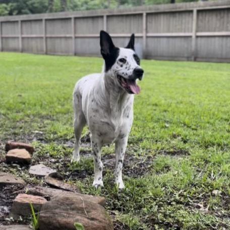 A young medium-sized female White / Cream Mixed Breed dog named Birdie for adoption in Longview, TX